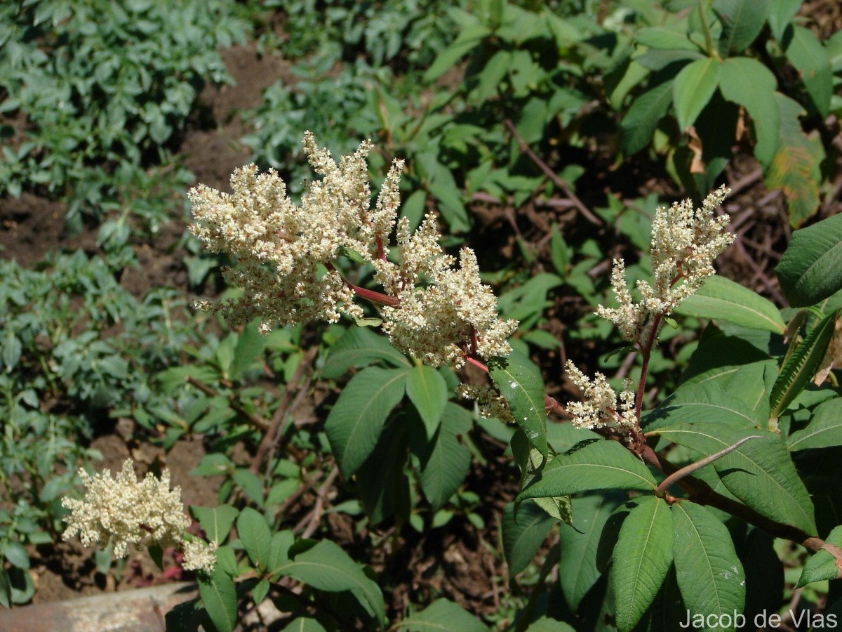 Koenigia mollis (D.Don) T.M.Schust. & Reveal
